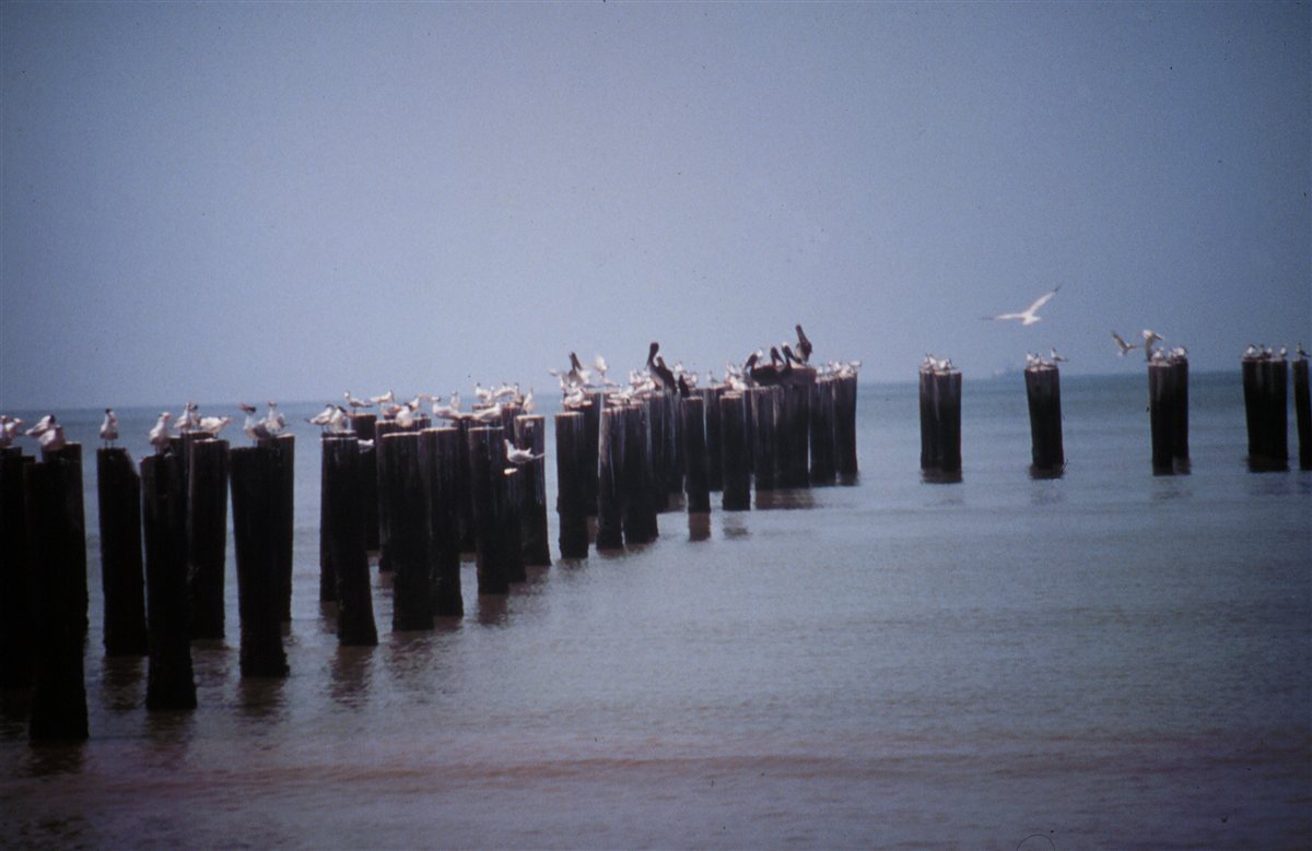 Pelicans and seagulls perched on dock posts along the Creole Nature Trail
